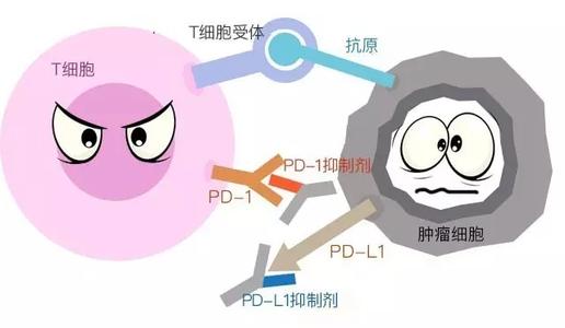 肿瘤免疫疗法最新进展pd1也许空前绝后